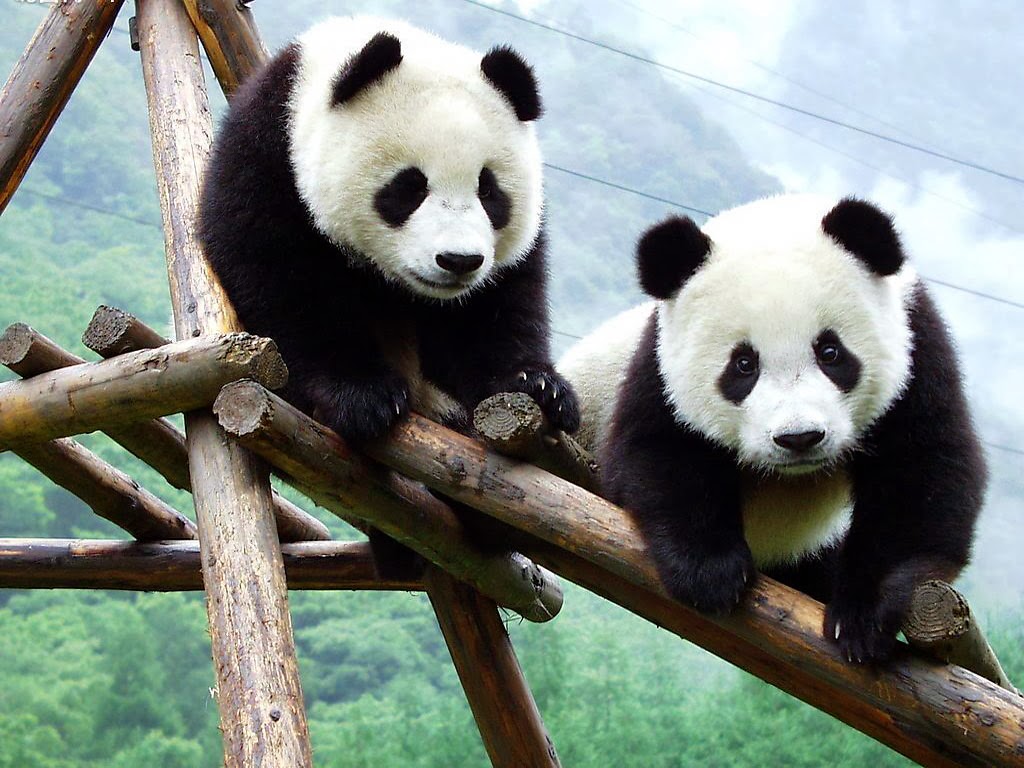 Oso panda en peligro de extincion